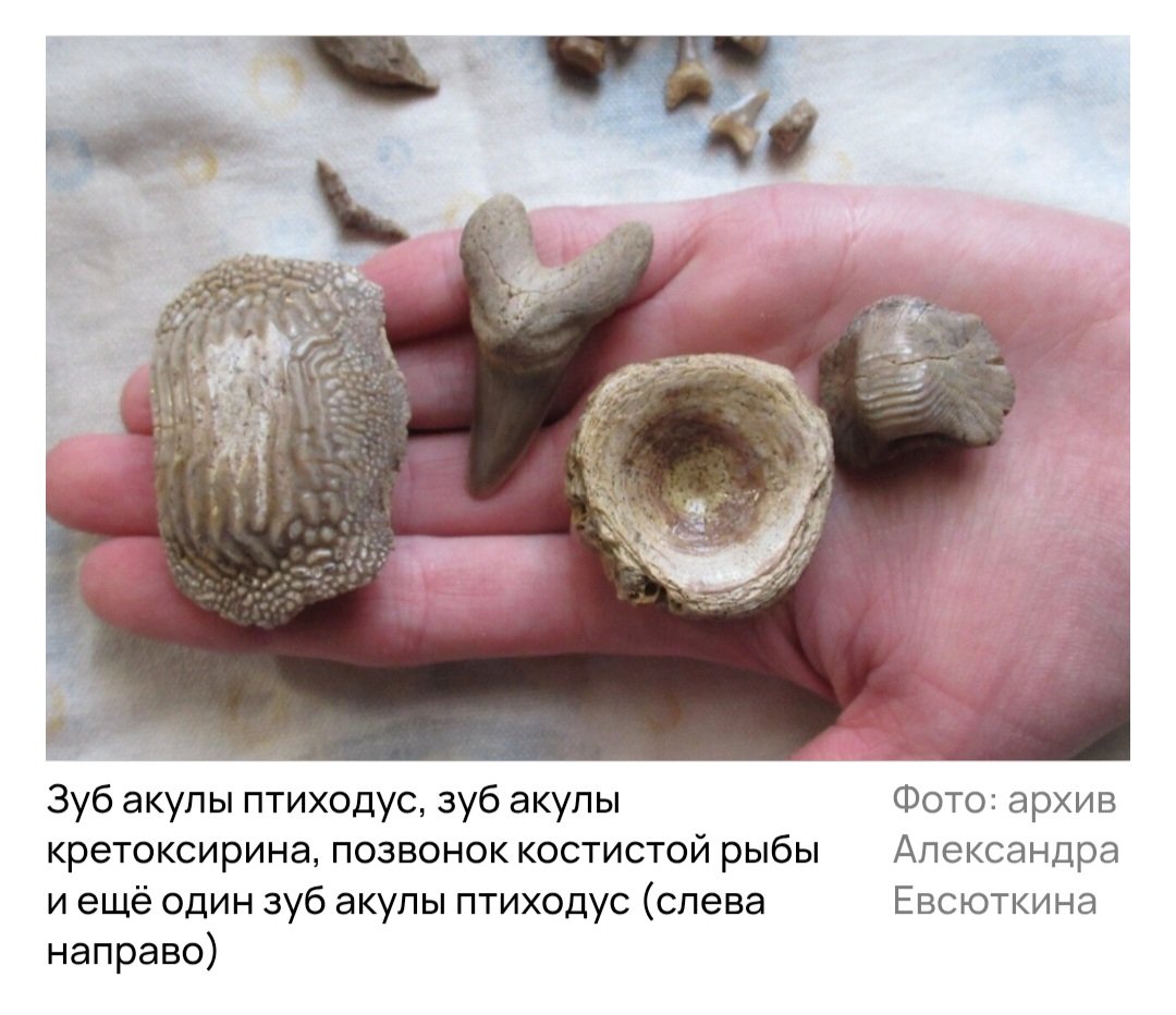 Screenshot_20250729-110034_Chrome