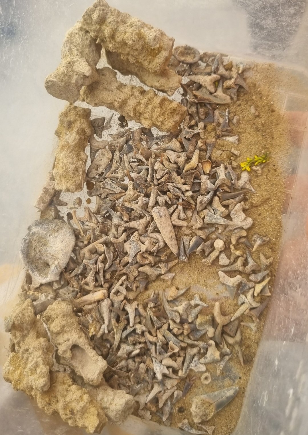 Screenshot_20250730-205450_Gallery